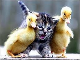 Ducklings and Kitten